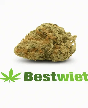 Dutch Haze