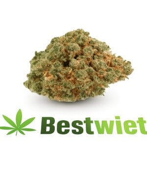 Jack Herer