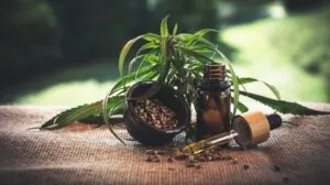 Cannabis leaves and oil on table