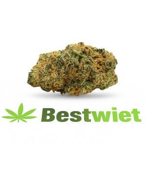 Orange Bud