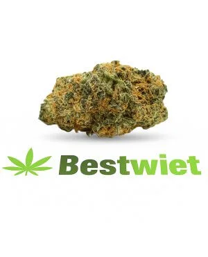 Orange Bud