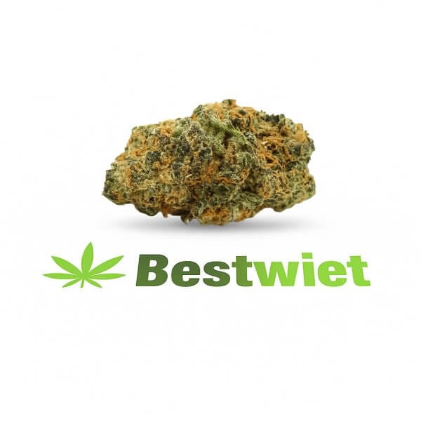 Orange Bud