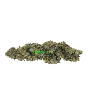 Jungle Haze