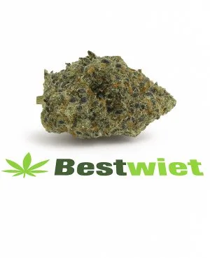 Gelato 41