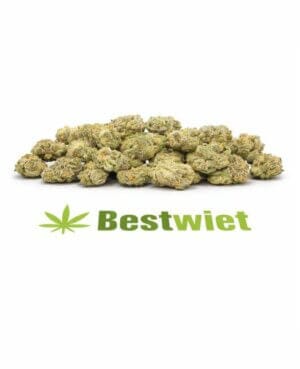 sunset sherbert lil buds