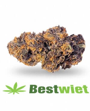 Granddaddy purple